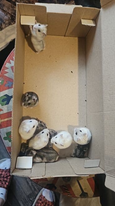 Gəmiricilər: Cücələr – cırtdan hamsterlər (Djungarian tipli) - Rənglər: ağ, boz və — 1