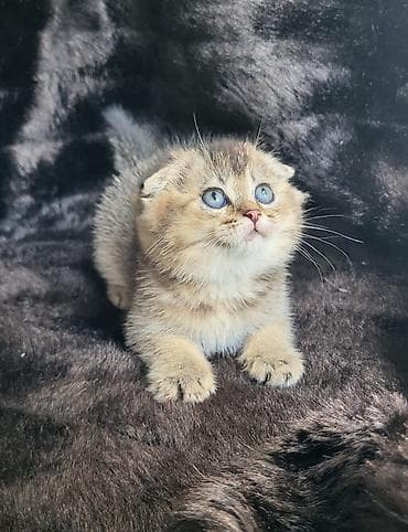 meykun pişik: Şinşilla, Erkək, Dişi, Pulsuz çatdırılma — 1