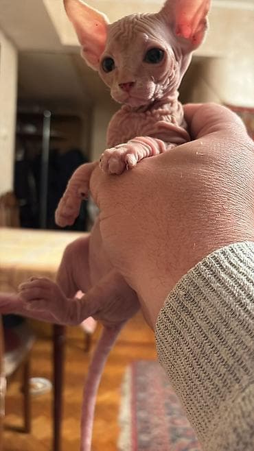 Heyvanlar üçün mallar: Sfinks, Yaxşı əllərə — 2