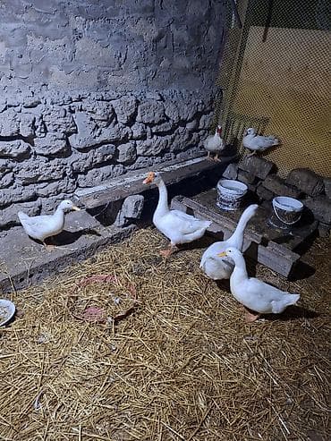 Ağ ördəklər – təsərrüfat üçün hazır sürü - Növ: ağ ev ördəkləri