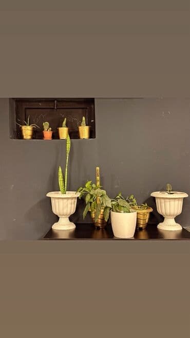 etir biznesi satilir: Peşəkar bərbər/saç salonu üçün tam təchizatlı iş yeri. 🔹 Hazır Bərbər — 17