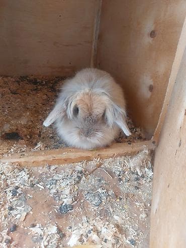 Karling Qulaği sallaq dişi dovşan münasib qiymətə satıram