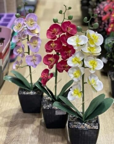 Dibçek orxideya
Selekon güller 
Tebiiden seçilmir
Türkiye istehsalı