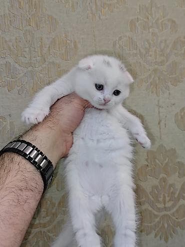 pişik paltarı: Britan — 5