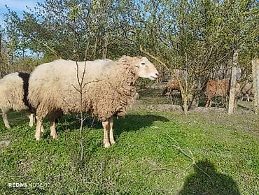 Qoyun – ana damazlıq üçün - Cins/məhsuldarlıq: Yerli ət-yun