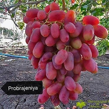 zeytun tingləri: Üzüm tingləri satılır 070 2223552 zəng və vatsap Bakı Sumqayıt — 8