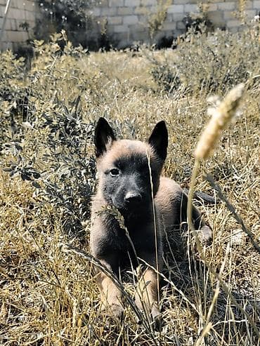 it xaski: Belçika çoban iti, 2 ay, Peyvəndli — 2