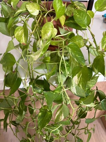 ev gülleri ve adları: Epipremnum satılır — 3