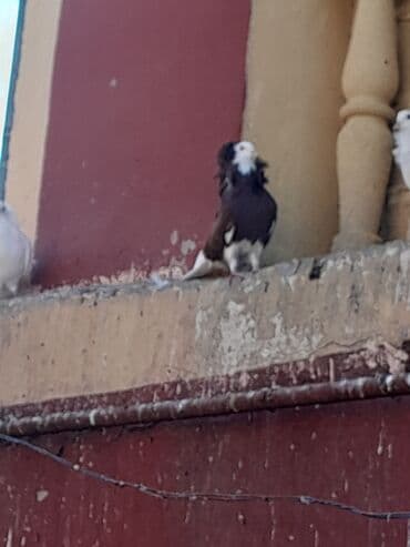 göyercin yuvası: Göyərçinlər Təsvir: - Fotolarda müxtəlif rəng kombinasiyalı bəzəkli — 3