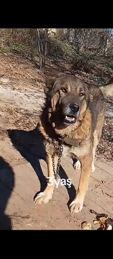 böcek satışı: Super itdi yer yoxdur ona görə satılır — 1