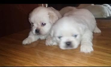 sumqayitda it satisi: Pekines 3yaş dişi peyvend olunub elanda balalarınında şekli var — 3