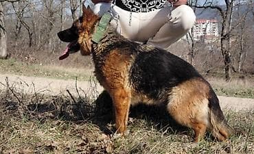 qurdbasar balasi satilir: Alman çoban iti, 2 il, Dişi — 1