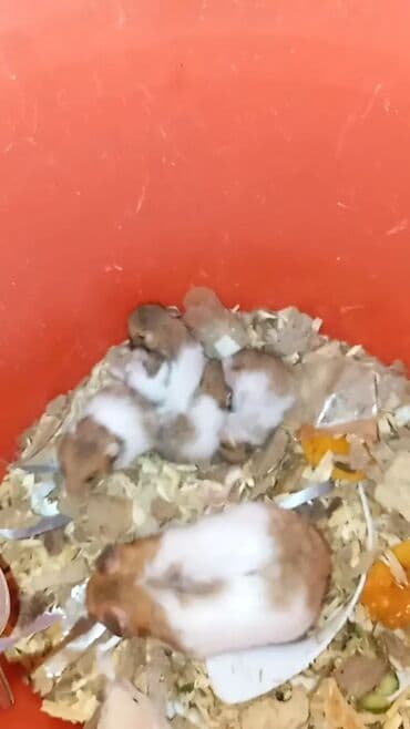 qurdbasar balaları: Balaca, şirin hamster balaları yeni evlərini axtarır. Balaların biri 6 — 1