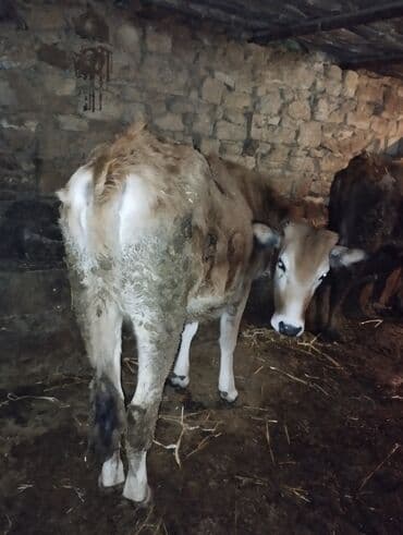 Toyuqlar: Dana, buzov, Erkək, ay: 6, Ətlik — 8