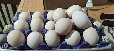 xarkov sortu toyuq: Toyuq, Australorp, Yumurtalıq, Rayonlara çatdırılma — 3