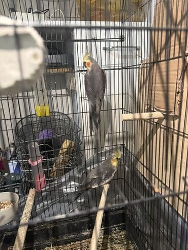 papuqay sekilleri: Salam quslar cavan quslardir cutdur tek satilmir. Her ilisine aitdir — 2