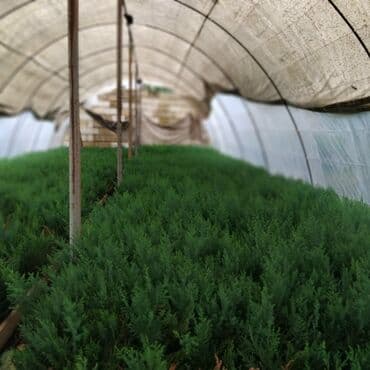 bitki satışı: Leylandra tingi - Növ: Thuja/ardıc tipli dekorativ iynəyarpaq — 7