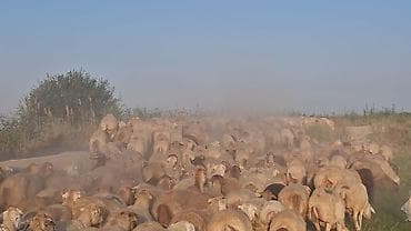 mal bazarı: Qoyun sürüsü – ətlik və damazlıq üçün - Növ: yerli qarışıq — 8