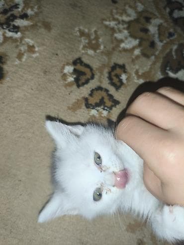 Digər heyvanlar: Yaxşı əllərə, Ünvandan götürmə — 1