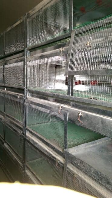 Guşçun qəfəs - kletka satilir. Toyug, Gaz, Ördək saxlamag olur
