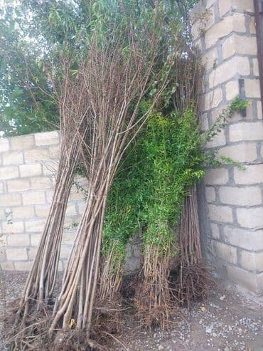 ağac dərmanları: Xurma (persimmon) tingləri – torf komları ilə - Növ: şirin xurma — 9