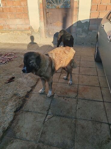 çoban axtarılır: Qafqaz çoban iti — 6