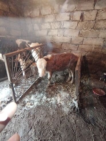 cins ineklerin satisi: Simetal dişi dana qara ala 7 aylıq di anası 3 qarına 20 22 letir süt — 4