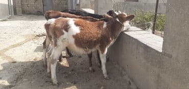 dovşan yemi: Dana, buzov, Dişi, ay: 4, 50 kq, Damazlıq — 3