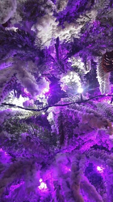 yolka qiymətləri: Yolka Holland sortlu yeni il yolkasi buna Kremlovskaya yolkada — 4