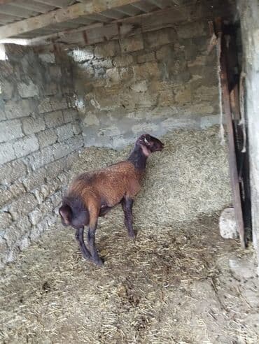 qurbanlıq qoyun: Qala cinsi qoc 7 Aylinq diri cekib 9 azn unvandan goturmek sertiyle — 3