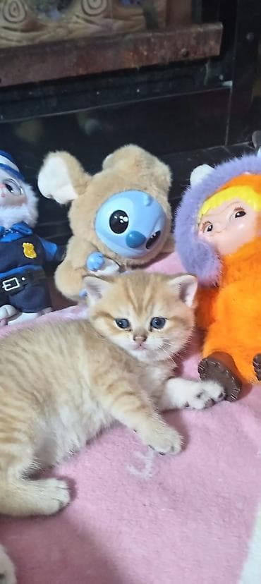 pisik sekileri: Britan, Yaxşı əllərə — 6