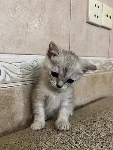 heyvan satisi: Gümüşü rəng çalarlarında, qısa tüklü balaca pişik balası. - Gözləri — 9