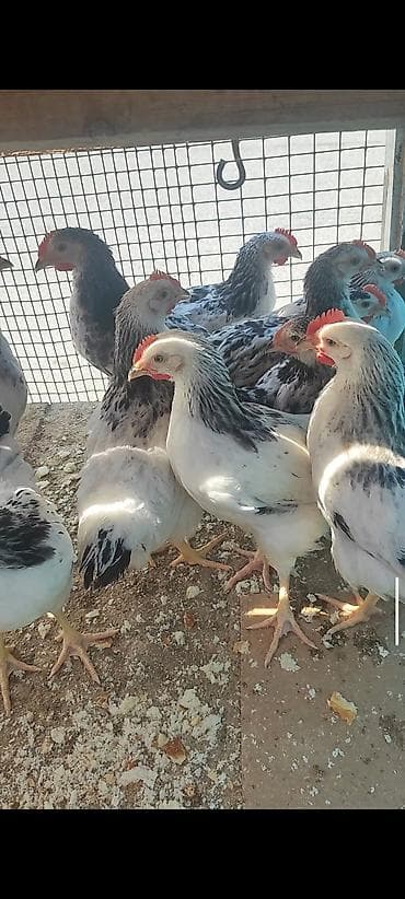 qaz cucəsi: Toyuq, Adler, Damazlıq — 3