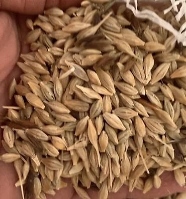 Arpa satilir hazir meşoklardadi.etrafli whatsapa yazin