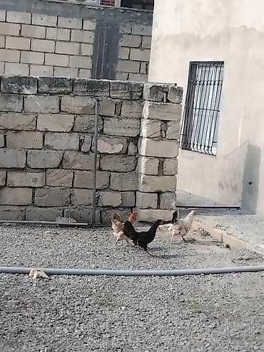 col quşu: Toyuq, Yumurtalıq — 1