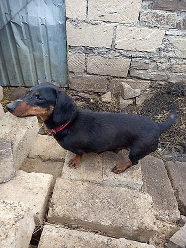 cucə və xoruz: Məhsul: Qısa tüklü taksa (Dachshund) iti Təsvir: - Rəng: qara-tan — 3