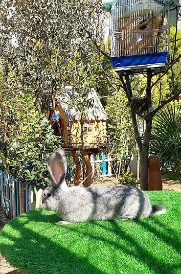 heyvanlar at: Wekilde gorduyunuz temiz Qan 2 ay yarimliq Rizen bala satilir xeyvanin — 7