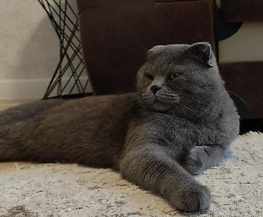 golden pişik: Şotland — 4