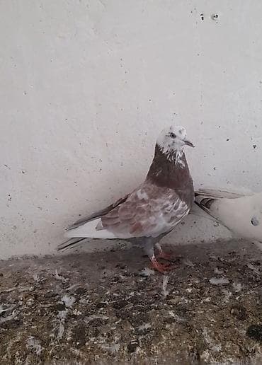 Птицы: Tutulma erkey — 3