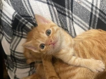 ev quş: Tabbi, Yaxşı əllərə — 3