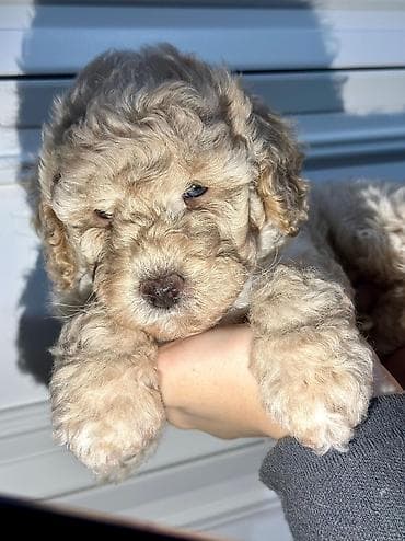 avçarka itləri: Pudel, 2 ay, Erkek, Peyvəndli, Pulsuz çatdırılma — 4