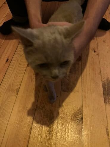 pişik üçün daraq: Yaxşı əllərə — 3