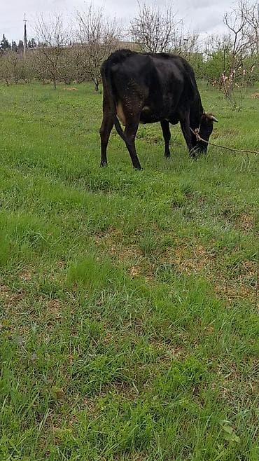 ev quslarinin satisi: Самка, лет: 6, Для молока, Самовывоз — 6