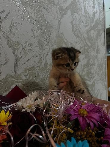 tuksuz pişik: Şotland yastı qulaq — 8