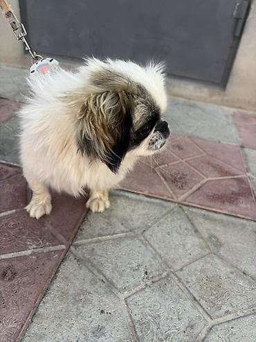 itle: Pekines — 2