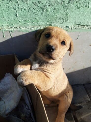 Zvanok balası satılır. - Yaş: 2 aylıq - Dişi - Qurd dərmanı verilib -