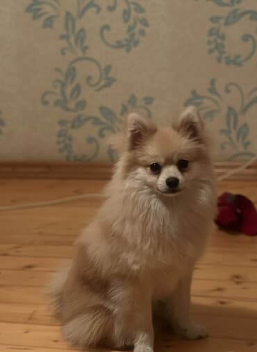 it pudel: Şpitz, 8 ay, Erkek, Peyvəndli — 2