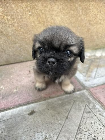 həyət itləri: Pekines — 2