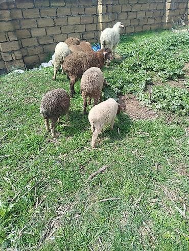 diri qoyun: Satılır – xırdabuynuzlu 9quzudu 7erkek iki dişi 5 balaca 155sono — 2