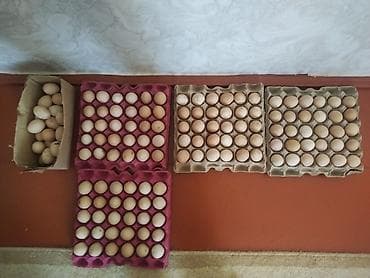 Brama yumurtası 60 qepik - Ev şəraitində bəslənən toyuqlardan